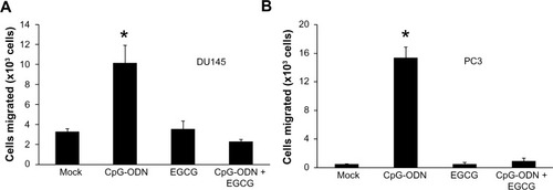 Figure 10 EGCG inhibits CpG-ODN-induced migration of DU145 and PC3 cells.Notes: Cell migration assays were performed using a modified Boyden chamber containing fibronectin-coated polycarbonate membrane filter (8 μm pore size). DU145 or Pc3 cells (2×105) were pretreated or not with EGCG (40 μg/ml) for 24 hours followed by transfection with CpG-ODN (1 μM). Cells were plated in the upper chamber and the lower chamber contained culture medium with 10% FBs. Cells were incubated for 24 hours at 37°C in 5% CO2. Nonmigrated cells were scraped from the upper surface of the membrane with a cotton swab, and migrated cells remaining on the bottom surface were trypsinized and counted with a hemocytometer. Data shown are means ± SD of experiments performed in triplicate. Student’s t-test: *P<0.001.Abbreviations: CpG-ODN, CpG oligodeoxynucleotides; EGCG, epigallocatechin-3-gallate; FBS, fetal bovine serum; SD, standard deviation.