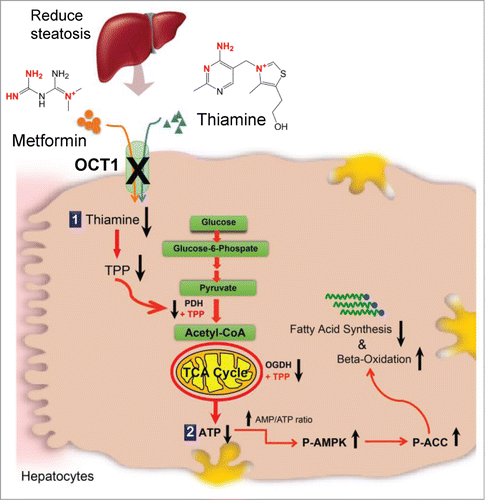 Figure 1. The physiological role of OCT1 in the liver. Thiamine enters hepatocytes through OCT1. Deletion or inhibition of OCT1 reduces thiamine and TPP levels [1] and hence reduces glucose oxidation and de novo lipogenesis. The reduced ATP from glucose [2] activates AMPK and increases ACC phosphorylation and hence increases β-oxidation and reduces fatty acid synthesis. Structurally similar to thiamine, metformin inhibits thiamine uptake and hence mimics the effect of OCT1 deficiency in the liver.
