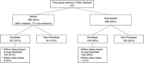 Figure 1. Breakdown of New Zealand’s grass flora (family Poaceae) into native and naturalised species; subfamilies (Pooideae vs. non-Pooideae); and Pooideae tribes known globally to host species infected with Epichloë fungal endophytes. Values in parentheses are approximate percentages of total grass species in New Zealand. Based on Edgar and Connor (Citation2000).