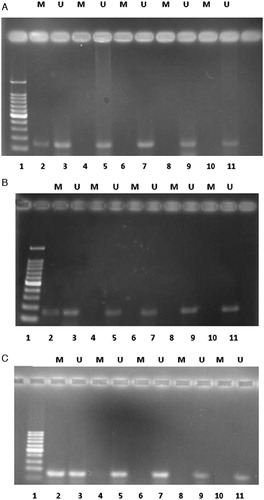 Figure 7. Methylation-specific PCR of bisulfite-modified DNA using primer pairs specific for methylated and unmethylated p15INK4b promoter sequences in each case. (A) Expanded cells in the cytokines without MSCs feeder layer. (B) Expanded cells in the cytokine culture with MSCs feeder layer. (C) Expanded cells in the co-culture system without cytokine. M, primers specific for methylated DNA; U, primers specific for unmethylated DNA. Lane 1 is DNA ladder; 2 is methylated DNA control with the methylated primer pairs; 3 is unmethylated DNA control with the unmethylated primer pairs; 5, 7, 9, and 11 illustrate DNA amplification at days 0, 5, 10, and 14 of culture, respectively, with unmethylated p15 primers specific for unmethylated DNA; 4, 6, 8, and 10 have no band that illustrates lack of DNA amplification for expanded cells at days 0, 5, 10, and 14 of culture, respectively, with methylated p15 primers specific for methylated DNA.