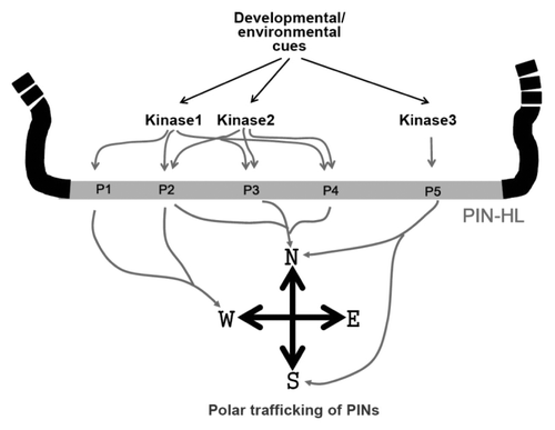 Figure 2. A model illustrating phosphorylation code-mediated modulation of distinctive PIN polarity. The PIN-HL contains multiple conserved phosphorylation motifs (P1~5) on which multiple related kinases (Kinase1~3) act. Phosphorylation of different phosphorylation motifs and/or differential combinatorial phosphorylation among those motifs, which are likely to be targeted by the upstream developmental/environmental cues, may instrument to generate differential poleward trafficking of PINs.
