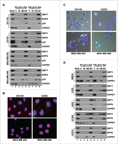 Figure 4. SIRT1 predominantly localizes to the nucleus in human cancer cells. (A) Four human cancer cell lines were fractionated using Digitonin-Ficoll approach (with 2 digitonin concentrations) followed by protein gel blot analysis using indicated antibodies. (B) Merged immunofluorescence images of the same set of human cancer cell lines co-stained with anti-SIRT1 antibody (red) and DAPI (blue). (C) Merged live cell images of 4 indicated human cancer cell lines which were transfected with GFP-SIRT1 expression vector. The cells were also stained with Hoechst 33342 to indicate nuclei. (D) Human normal diploid fibroblast strain IMR-90 and 4 human lung cancer cell lines were fractionated by Digitonin-Ficoll approach (with 2 digitonin concentrations) followed by western blot analysis. In all panels, WCE represents the whole cell extract, C stands for the cytosol and W stands for the washed fraction. NE and NP stand for the nuclear extract (soluble) and the nuclear pellet respectively.