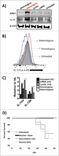 Figure 1. Homologous antigenic loading of Dendritic cells with PDAC antigens recapitulates the TH1 DC phenotype. (A) Western blot analysis of cell lysates derived from differentially loaded DC and probed with anti-AIMp1 and anti-IL-12 antibodies demonstrated that only homologously loaded DC exhibited significant upregulation of AIMp1 and IL-12 p35 protein levels. Heterologous: DC doubly loaded with PDAC KrasG12Dp53−/− mRNA and heterologous B16 melanoma lysate. Homologous: DC doubly loaded with PDAC KrasG12Dp53−/− mRNA and homologous PDAC KrasG12Dp53−/− lysate. Lysate: DC loaded with only PDAC KrasG12Dp53−/− lysate. mRNA: DC loaded with only PDAC KrasG12Dp53−/− mRNA. Unloaded: unloaded DC. (B) Intracellular flow cytometry analysis of the differentially loaded dendritic cells revealed that only homologous antigenic loading resulted in concomitant downregulation of intracellular CTLA-4. DC loaded with homologous PDAC antigens, DC loaded with heterologous PDAC and B16 antigens, or unloaded DC are shown. X-axis: IC CTLA-4 PE MFI. (C) Total RNA was isolated from all differentially loaded DC, and RT-PCR was performed to characterize expression levels of IL-12 transcript subunits IL-12α and IL-12β. Error bars = ± SEM. ****p < 0.001. (D) Combination gemcitabine and TH1 DC vaccination enhances OS following orthotopic PDAC implantation. One million KrasG12Dp53−/− PDAC tumor cells were orthotopically implanted into the pancreata of wild type C57BL/6 mice after which mice were treated therapeutically with gemcitabine alone, TH1 DC vaccination alone, or gemcitabine in combination with a TH1 DC vaccine. Untreated controls were also included. Differences in survival were assessed by Kaplan–Meier survival analysis. X-axis: day post injection. Y-axis: percent survival. **p < 0.01.