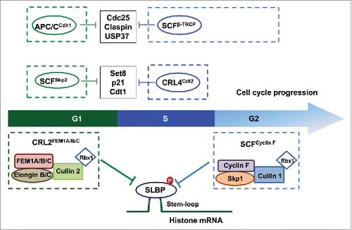 Figure 1. SLBP protein stability is strictly regulated by CRL2FEM1A/B/C in G1 and by SCFCyclin F in G2 phase, respectively. Of note, the stability of many key cellular regulators, including Set8, p21, Cdt1, Cdc25, Claspin and USP37, are also governed by distinct E3 ligases, such as SCF and APC/C, in different cell cycle phases to orchestrate proper cell replication and division events.