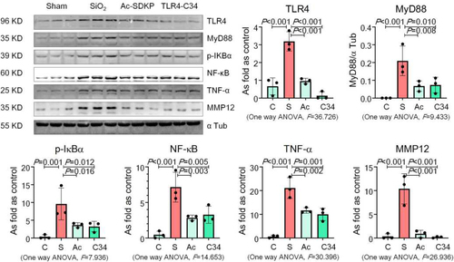 Figure 7 Ac-SDKP reduces TLR4 signaling and MMP-12 in silica-treated macrophages. Levels of TLR4, MyD88, p-IκBα, TNF-α, and MMP-12 in RAW 264.7 cells measured by Western blotting. Data are presented as the mean ± SD. n = 3 per group.