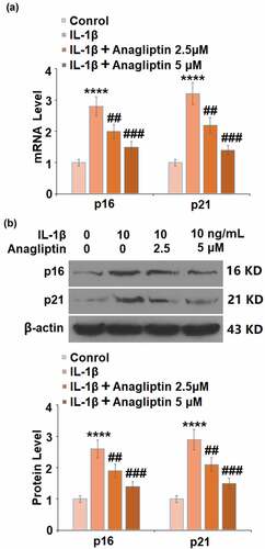 Figure 5. Anagliptin prevented IL-1β-induced p16 and p21. (a). mRNA of p16 and p21; (b). Protein of p16 and p21 (****, P < 0.0001 vs. vehicle group, ##, ###, P < 0.1, 0.001 vs. IL-1β group)