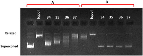Figure 8. DNA unwinding assay in the presence of compounds 34–37 at a concentration of 10 μM. Panel A indicates the reaction with a supercoiled pBR 322 as a substrate for wheat germ topoisomerase I (Topo I), and panel B indicates the reaction with a relaxed plasmid as a substrate. Topo I indicates control reactions without any drug. Supercoiled and relaxed fractions of the plasmid DNA are marked.