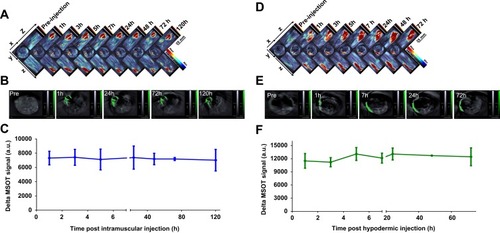 Figure 8 Signal of SWCNHox following intramuscular or hypodermic administration. MIPs of orthogonal views of the 3D data obtained by MSOT at scheduled time points before and after injection of 30 µg SWCNHox in mouse, (A) intramuscular injection; (D) hypodermic injection. Optoacoustic images of the injection site pre- and post- administration, (B) intramuscular injection; (E) hypodermic injection. Graph of the photoacoustic signal changes in the region of interest of the mice administered with SWCNHox drawn using MSOT signal of the corresponding time points subtracted the background signal (Pre-injection), (C) intramuscular injection; (F) hypodermic injection.