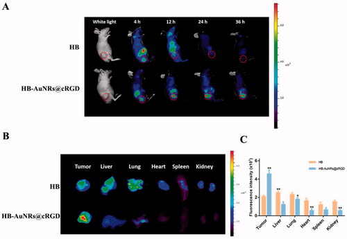 Figure 8. The bio-distribution of HB-AuNRs@cRGD. (A) In vivo fluorescent imaging of ECA109 tumor-bearing mice exposed to 660 nm laser at determined time intervals after i.v. administration of free HB and HB-AuNRs@cRGD. (B) Ex vivo fluorescent imaging and (C) fluorescence intensity of free HB and HB-AuNRs@cRGD in major organs and tumor tissues at 12 h after i.v. injection. Red circles indicated tumor areas. Data are expressed as the mean ± SD (n = 3), *p< .05, **p< .01 vs. control.