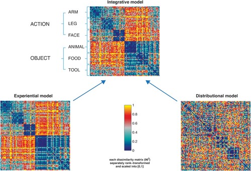 Figure 1. Representational dissimilarity matrices (RDM) displaying the semantic distances among the 96 stimulus words based on (a) the grounded “experiential” model reflecting human ratings (bottom left); (b) the distributional model based on GloVe (bottom right) and (c) the integrative model (top panel). The dissimilarity values from the two matrices were normalised before integration by averaging. Dark blue ( =  0) indicates maximal similarity between identity pairs and yellow ( = 1) indexes maximal dissimilarity. Each square in the model RDM shows (dis)similarities between the individual word items, which are plotted from top to bottom and from left to right – with dark blue indicating great semantic similarity or identity and red/yellow indexing dissimilarity. Therefore, the first diagonal in the matrix indicates the semantic identity of each single item with itself. Note that the integrated model at the top (see Table 2 for statistical tests) reflects a the categorial semantic structure of the stimulus vocabularies; please note the series of six blue squares form top left to bottom right representing semantic similarities within each of the six semantic subtypes. Also, the lexical categories of verbs and nouns are clearly revealed by this integrated model (big red/yellow “dissimilarity squares” at lower left and upper right). The only exception from the between-lexical category-dissimilarity is seen for tool words, which are indeed semantically associated with action verbs (for example, “knife” and “carve”/ “peel”). The sensorimotor model shows the similarities differences in lexicosemantic categories comparably. The distributional model also reflects the categorical semantic structure of the previous models to a lesser extent.