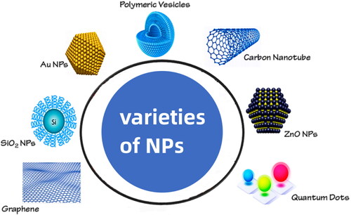 Figure 3. A wide variety of NPs [Citation12].