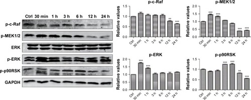 Figure 7 ERK phosphorylation levels after treatment with rGO nanosheets.Notes: PC12 cells were treated with rGO nanosheets at a dose of 50 µg/mL for 30 min or 1, 3, 6, 12, or 24 h. Total proteins were extracted, and the phosphorylation levels of ERK signaling pathway molecules were analyzed via Western blot. The results are presented as the mean ± SEM from three independent experiments. **P<0.01, and ***P<0.001 compared with the control.Abbreviations: Ctrl, control; rGO, reduced graphene oxide.