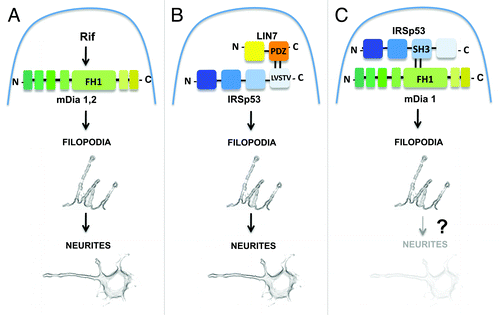 Figure 1. A model describing parallel pathways for the formation of filopodia and neurites. (A) mDia1,2-dependent pathway.Citation9 Activation of mDia1 or mDia2-mediated by the Rho GTPase Rif induces filopodia formation and neuritogenesis; (B) LIN7-IRSp53-dependent pathway.Citation10 Binding between the class I PDZ domain of LIN7 and the PDZ target motif (LVSTV) of IRSp53 induces the formation of filopodia and neurites; (C) IRSp53-mDia1-dependent pathway.Citation12 Binding of mDia1 to the SH3 domain of IRSp53 induces the formation of filopodia. No data are available concerning a role of this pathway in neuritogenesis. Domains for protein-protein interaction are indicated.