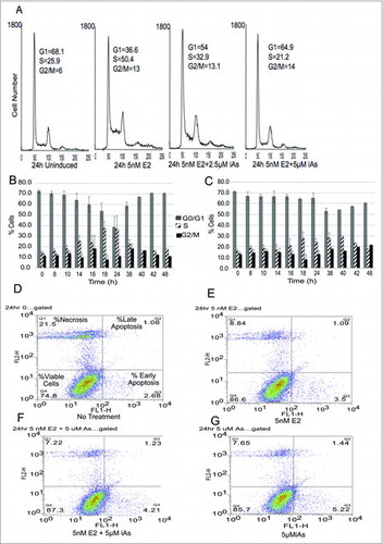 Figure 1. Treatment of MCF-7 cells with iAs blocks cells in G1/S and G2/M transitions. (A) Quiescent cells were left untreated, or treated with 5 nM E2, E2 + 2.5 µM iAs, or E2 + 5 µM iAs for 24 hours, stained with propidium iodide, and analyzed by flow cytometry. Values indicated by “G1, S, and G2/M” shown on the graphs are percent cells found in each phase. Representative experiment shown, repeated 4 times. (B) Cells treated with 5 nM E2 and analyzed as in (A) for indicated times. (C) Cells treated with 5 nM E2 +5 µM iAs and analyzed as in (A) for indicated times. Both B & C show means and SEM (n = 3 individual experiments) for 0–38 h. No error bars are shown for 40–48 h because these points represent one experiment. (D-G) Flow analysis of MCF-7 cells treated for 24 h to determine the distribution of apoptotic vs. necrotic cells with No Treatment (D), 5 nM E2 (E), 5 nM E2 + 5 µM iAs (F) and 5 µM iAs alone (G). Quadrant labels indicated in (D) are the same in (E-G).