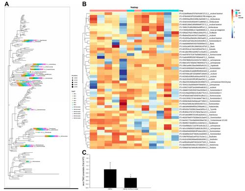 Figure 5 The effect of CCL4 inhibition on the gut microbiota and TMAO levels in HFD-induced DM mice. Family tree and heatmap (the relative abundances of 50 key taxa) analysis between gut microbiota and CCL4 inhibition in HFD-induced DM mice (n = 6; (A and B)). Serum levels of TMAO (n = 6; (C). *P < 0.05).