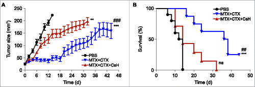 Figure 2. Effects of cyclosporin H on the efficacy of anticancer chemotherapy in a mouse model of breast cancers. (A) Immunocompetent BALB/c wild type (WT) mice bearing palpable hormone-induced mammary cancers received i.p. 5.17 mg/kg mitoxantrone (MTX) and 50 mg/kg cyclophosphamide (CTX) together with 30 mg/kg cyclosporin H (CsH) or an equivalent volume of phosphate buffered saline (PBS) and tumor growth was routinely assessed. Mice were treated when the tumor surface reached 25–35 mm2 (day 0) and tumor growth was routinely assessed starting from the apparition of each tumor. Results from one representative experiment out of two independent ones involving at least four mice/group and yielding similar results are illustrated. Data are represented as means ± SEM over time. **p < 0.01, ***p < 0.001 (Wald test), as compared to PBS-treated tumors; ###p < 0.05 (Wald test), as compared to MTX + CTX + CsH-treated tumors. Kaplan–Meier survival curves are shown in (B). n.s., non-significant, ***p < 0.001 (Log-Rank), as compared to PBS-treated tumors; ##p < 0.01 (Log-Rank), as compared to MTX + CTX+ CsH-treated tumors.