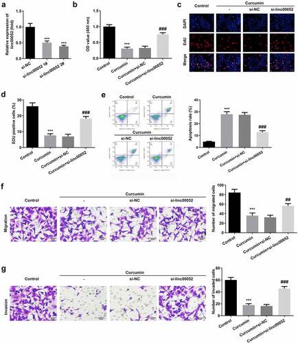 Figure 4. Knockdown of linc00052 reverses the effects of curcumin. (a) Transfection efficiencies of linc00052 in RAFLS cells. (b-d) Cell proliferation, (e) apoptosis, (f) migration and (g) invasion of RAFLS cells treated with curcumin and/or small interfering RNA of linc00052 (si-linc00052). ***P < 0.001 vs. Control. ##P < 0.01, ###P < 0.001 vs. Curcumin+si-NC.