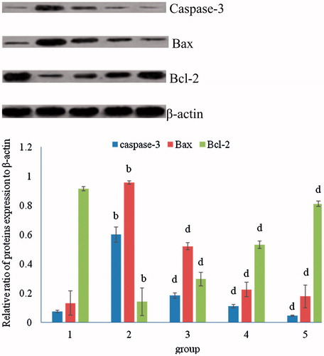 Figure 2. Effect of curcumin on myocardium Caspase-3, Bax and Bcl-2 protein expression. bp < 0.01, compared with group 1; dp < 0.01, compared with group 2.