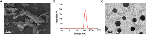 Figure 2 Representative SEM image of luteolin coarse crystal (A), size distribution (B) and representative TEM image (C) of LUT-HES NCs.