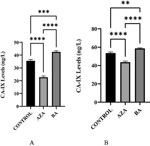Figure 5. A. CA IX levels in AZA, BA, and control HT29 hypoxic cell cultures. CA IX levels showed a decrease in AZA-treated cells, however, an increase was seen in BA-treated cells (p < .0001 and p = .0004). B. CA IX levels in AZA, BA, and control HT29 normoxic cell cultures. CA IX levels were significantly reduced in AZA-treated cells but a slight increase is seen in BA-treated cells (p < .0001 and p = .0026).