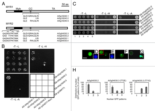 Figure 1. Alternative splicing of MYR1 and MYR2 affects dimerization and localizations (A) Schematic diagram of alternative splicing in MYR1 and MYR2. Both MYR1 and MYR2 contain 3 domains: Myb-like DNA-binding domain (Myb), coiled-coil domain (CC), and transactivation domain (TA). Conserved alternative splicing at the CC domain of MYR1 and MYR2 results in 3 isoforms. In addition, alternative splicing at the Myb-like DNA-binding domain of MYR2 yields 2 isoforms. (B) MYR1 isoforms produced from alternative splicing at the CC domain form 2 distinct homodimers in yeast and possibly one heterodimer. Yeast AH109 cells co-transformed with 2 plasmid DNAs as shown in the interaction grid were spotted on SD plates lacking tryptophan and leucine (-T -L), tryptophan, leucine, and histidine (-T -L -H), or tryptophan, leucine, and adenine (-T -L -A), and incubated at 30 °C for 3­–10 d. (C) MYR2 isoform At3g04030.2, produced from alternative splicing at the Myb domain, forms neither a homodimer nor a heterodimer with At3g04030.2 or At3g04030.3, respectively, while At3g04030.3 can form a homodimer. For different MYR2 isoform assays (C, at right) yeast AH109 was co-transformed with 2 plasmid DNAs, as exemplified by the DB-At3g04030.3/AD-At3g04030.3 assay using plasmid combinations 1 through 5: 1, DB-At3g04030.3, AD-At3g04030.3; 2, DB-At3g04030.3, AD; 3, DB, AD-At3g04030.3; 4, DB, AD; 5, positive control (pGBKT7–53 + pGADT7-RecT), and grown on drop-out plates as shown. (D-H) Subcellular localization of GFP-MYR2 isoforms and mutants transiently expressed in Nicotiana benthamiana. MYR2 isoform GFP-At3g04030.3 was evenly distributed throughout the nucleus in all cells (D). In most cells (79%), GFP-At3g04030.2 was also evenly distributed throughout the nucleus. However, in 21% of cells (n = 1771), a portion of GFP-At3g04030.2 localized to a single spot or multiple spots (inset in red box) in the nucleus (E and H, left panel). Insets in white boxes (D, E) show GFP/DAPI overlay images for nuclei. Point mutants K70A (F) or K74A (not shown) of GFP-At3g04030.3 mimic the nuclear spot localization pattern seen for GFP-At3g04030.2. The double mutant (K70A K74A, K70A K78A, and K74A K78A) forms of GFP-At3g04030.3 aggregate outside of the nucleus in some cells, while triple mutant (K70A K74A K78A) GFP-At3g04030.3 forms extra-nuclear aggregates in all GFP-positive cells (G). Nucleus in (G) is surrounded by dashed white line. T72E (At3g04030.3) (H, center panel; n = 445) or T71E (At3g04030.2) (H, right panel; n = 715) mutations enhanced the localization of GFP to one or multiple spots in the nucleus. Categories of GFP localization (H) are: 1, evenly distributed throughout the nucleus; 2, localized to a single nuclear spot; 3, localized to multiple nuclear spots. Bar in (D) = 10 µm for (D-G).