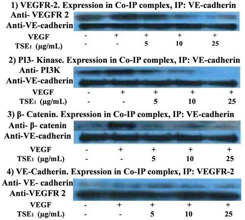 Fig. 4. Effects of TSE1 on the interaction of VE-Cadherin with VEGFR-2, PI3-Kinase, and β-Catenin upon cell activation with VEGF.Notes: The HUVEC extract was immunoprecipitated with VE-cadherin anti-bodies to VEGFR-2 (1), PI3-kinase (2), β-catenin (3), and VE-cadherin (4). The cells were starved during the treatment with TSE1 (5-25 μg/mL) for 24 h before stimulating with VEGF (50 ng/mL).