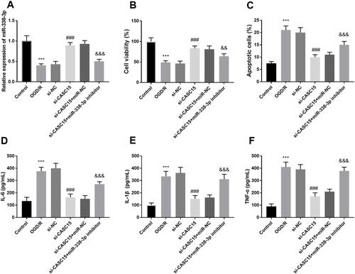 Figure 4 (A) Co-transfection of si-CASC15 and miR-338-3p mimics decreased the elevated expression of miR-338-3p induced by si-CASC15. (B–F) Underexpression of miR-338-3p reversed the protective influence of si-CASC15 on cell viability, cell apoptosis, and inflammation. ***P < 0.001, compared to control; ###P < 0.001, compared to OGD/R; &&P < 0.01, &&&P < 0.001, compared to si-CASC15.