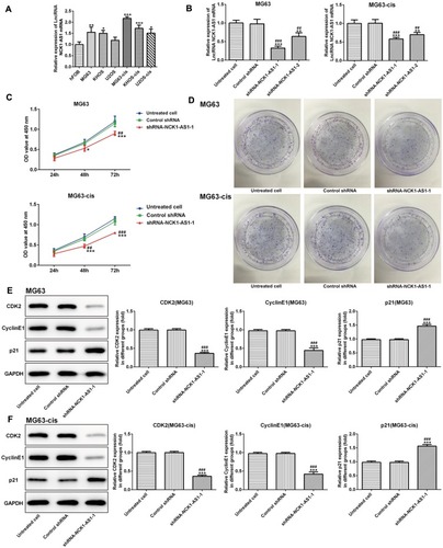 Figure 1 NCK1-AS1 expression and effects of NCK1-AS1 silence on proliferation in parental and DDP-resistant osteosarcoma cells. (A) mRNA level of NCK1-AS1 in normal and osteosarcoma cells. (B) mRNA expression of NCK1-AS1 after transfection of with shRNA- NCK1-AS1 vectors in MG63 and MG63-cis cells. (C) Cell viability of shRNA- NCK1-AS1 transfected MG63 and MG63-cis cells was measured by CCK-8 assay. (D) Colony formation assay was carried out to evaluate the capacity of cell proliferation of parental and DDP-resistant MG63cells transfected with shRNA- NCK1-AS1. (E and F) Levels of CDK2, cyclinE1and p21 were detected by Western blot analysis. The data are shown as the means ± SD. *P < 0.05, **P < 0.01, ***P < 0.001 vs. Untreated cells; ##P < 0.01, ###P < 0.001 vs. Control shRNA group.