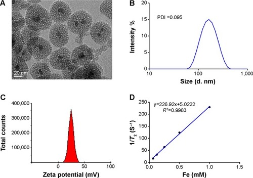 Figure 2 (A) Transmission electron microscopic image of M-MSN_siRNA@PEI-PEG-KALA. (B) Dynamic light scattering measurements of size distribution for M-MSN_siRNA@PEI-PEG-KALA (dispersed in saline). (C) Zeta potential of M-MSN_siRNA@PEI-PEG-KALA. (D) T2 relaxation rate (1/T2) as a function of iron concentration for M-MSN_siRNA@PEI-PEG-KALA.Notes: Scale bar, 20 nm. (B) The polydispersity index (PDI) of this nanocarrier was 0.095.Abbreviations: M-MSN, magnetic mesoporous silica nanoparticle; siRNA, small interfering RNA; PEI, polyethylenimine; PEG, polyethylene glycol; KALA, a type of fusogenic peptide.