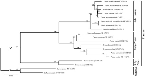 Figure 1. Phylogenetic tree reconstruction of 17 taxa of Prunus and two outgroups using ML method. Relative branch lengths are indicated. Numbers near the nodes represent ML bootstrap value.