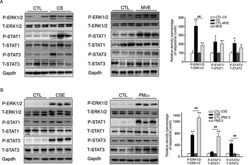 Figure 6. Phosphorylation of ERK and STAT in lung or BEAS-2B cells in respond to CS/CSE or MVE/PM2.5 treatments. Western blotting was used to determine the levels of total and phosphorylated ERK, STAT1 and STAT3 proteins in (A) lung tissues exposed to CS or MVE, or in (B) BEAS-2B cells treated with 2% CSE or 100 µg/ml PM2.5. For lung tissues, samples were randomly selected from six rats per group. The results for cell lysates were from one representative experiment performed in triplicates and repeated for three times. Relative semi-quantitation of the bands to internal control (GAPDH) was performed by densitometry. The ratios of phosphorylated protein to total protein were calculated and presented as percentage of respective control. Data are presented as mean ± SEM. *p < .05 or **p < .01 for CS/CSE or MVE/PM2.5 group versus respective CTL group; ##p < .01 for CS/CSE group versus MVE/PM2.5 group.