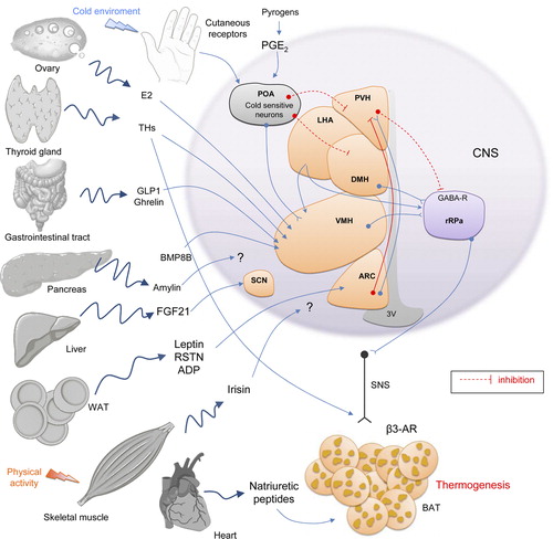 Figure 2. Regulation of brown adipose tissue thermogenesis. The preoptic area (POA) is the brain region responsible for receiving temperature signals from peripheral areas. Thus, when cold environment activates cutaneous receptors, or pyrogens induce prostaglandins, cold-sensitive neurons in the POA are activated for inducing thermogenesis: 1) through projections to the ventromedial hypothalamic nucleus (VMH) which activates sympathetic fibers to brown adipose tissue (BAT), and 2) through disinhibition of a neural population in the dorsomedial hypothalamic nucleus (DMH), which projects preganglionic fibers to the rostral raphe pallidus nucleus (rRPa), leading to activation of sympathetic projections to BAT. Thyroid hormones (THs; which are released by the thyroid gland and also directly activate thermogenesis in BAT), bone morphogenetic protein 8B (BMP8B), estradiol (E2), and glucagon-like peptide-1 (GLP-1; secreted by the intestinal tract), inhibit AMPK activity (not shown; see Figure 3) in the ventromedial hypothalamic nucleus (VMH), leading to the activation of BAT thermogenesis by sympathetic nerves. Some evidence supports that ghrelin may well be involved in activation of BAT thermogenesis; however, definitive proof is lacking. Leptin is released from white adipose tissue (WAT) acting on leptin receptors (LEPR-B) in the arcuate nucleus of the hypothalamus (ARC), leading to activation of BAT thermogenesis. The mechanisms mediating the central actions of adiponectin (ADPN) and resistin (RSTN) on BAT is not clarified. Neurons in the paraventricular hypothalamic nucleus (PVH) inhibit sympathetic signaling to BAT. Amylin, secreted by the pancreas, induces sympathetic activation of BAT thermogenesis through hypothalamic mechanisms not yet elucidated. Physical activity induces irisin release in skeletal muscle, which not only induces thermogenesis, but also activates the browning process in WAT, increasing oxygen consumption, uncoupling protein (UCP1) expression, and decreasing WAT genes (not shown in the Figure in order to simplify). In the same way, fibroblast growth factor 21 (FGF21) is secreted by the liver and also promotes browning. Natriuretic peptides, released by the heart, act directly on BAT receptors activating thermogenesis. In summary, BAT regulation is a complex and multifactorial process carried out mainly in the hypothalamus to adjust thermogenic responses, according to metabolic demands of the body. 3V = third ventricle.