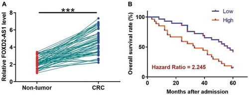 Figure 1 Up-regulation of FOXD2-AS1 in CRC predicts poor survival. qPCR was performed to measure the expression levels of FOXD2-AS1 in both CRC and non-tumor tissues derived from the 60 CRC patients included in this study (A). Survival curves were performed following steps: 1) dividing the patients into high and low FOXD2-AS1 level groups (n=30) with the median expression level in CRC as cutoff value; 2) survival curve plotting by Kaplan-Meier plotter; 3) survival curve comparison by log rank test (B). PCR reactions were repeated 3 times and mean values were presented. ***p<0.0001.
