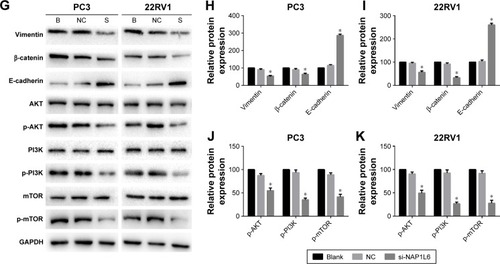 Figure 4 Colony-forming growth assay and invasion/migration assay using transwell chambers for PC3 and 22RV1. (A, B) Colony-forming growth determined the proliferation of si-NAP1L6-transfected PC3 and 22RV1 cells. (C, D) si-NAP1L6 could decrease the migration capacity of PCa cells. (E, F) si-NAP1L6 could decrease the invasion capacity of PCa cells. (G–K) Western blot protein expression levels in PC3 and 22RV1 cells after si-NAP1L6 transfection. GAPDH protein was internal control. Data represent the mean ± SD from three independent experiments. *P<0.05.