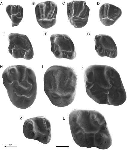 FIGURE 6. A–G, Tamias cf. eviensis from Yapıntı. A, Yap-101, D4; B, Yap-104, M1/2 (reversed); C, Yap-103, M1/2; D, Yap-106, M3; E, Yap-108, m2; F, Yap-110, m2 (reversed); G, Yap-109, m2. H–L, Atlantoxerus adroveri from Bağiçi and Yenieskihisar. H, YE-193, P4; I, Bag-888, M1/2 (reversed); J, Bag-895, m1; K, YE-201, p4; L, Bag-890, m1 (reversed). Scale bar equals 1 mm.