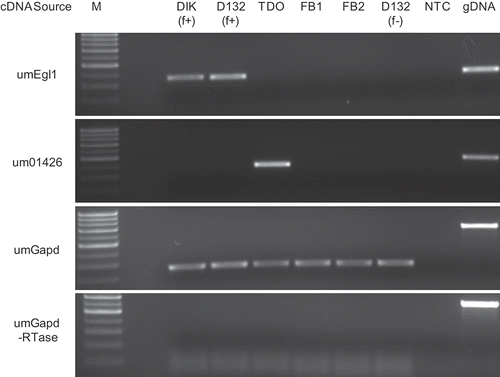 Fig. 2. Controls for RT-PCR analysis. M: marker; DIK: dikaryon; D132: diploid; f+: filamentous; f-: non-filamentous; TDO: dormant teliospore; FB1, FB2: haploid cells; gDNA: genomic DNA; NTC: no template control.