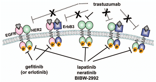 Figure 1 Diagram of mechanisms of resistance to trastuzumab. Trastuzumab can block HER2 homodimers. However, it is unable to interfere with ligand-activated EGFR-HER2 and HER2–HER3 heterodimers (dotted lines). The HER2/EGFR dual inhibitor lapatinib should be able to block the signaling output of HER2-containing heterodimers. Trastuzumab cannot bind kinase-active cytosolic fragments of HER2 (p95HER2), whereas lapatinib and other irreversible TKIs, such as neratinib and BIBW2992, can inhibit the catalytic activity of p95HER2.