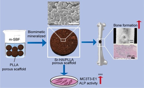 Figure 8 Scheme of the preparation and bone defect repair of the Sr-HA/PLLA porous scaffold.Note: ***P < 0.001.Abbreviations: Sr-HA/PLLA, strontium-doped hydroxyapatite on porous poly(l-lactic acid); m-SBF, modified simulated body fluid; PLLA, poly(l-lactic acid); MC3T3-E1, mouse preosteoblast cell line.