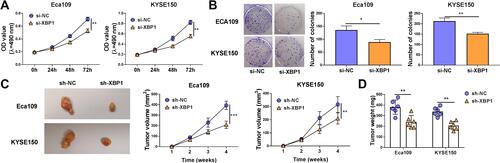 Figure 2 XBP1 silencing suppresses cell proliferation ability of ESCC cells in vitro and in vivo. (A and B) Eca109 and KYSE150 cells were transfected with si-NC or si-XBP1. (A) Cell proliferation curve was generated via MTT assay to analyze cell proliferation ability. (B) Colony formation assay was performed to evaluate cell proliferation ability. (C) Eca109 or KYSE150 cells stably transfected with sh-NC or sh-XBP1 were injected into the nude mice to build xenograft tumor model. The tumor volume in two groups was measured and calculated every week. (D) Tumor weight in two groups was analyzed after four-week inoculation. *P<0.05, **P<0.01, ***P<0.001.