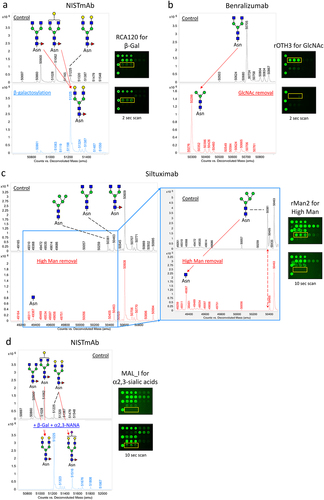 Figure 3. Qualification of LecChip-IgG-mAb through targeted glycoengineering of therapeutic IgG1 mAbs. The terminal N-glycan epitopes of the IgG1 mAbs shown in panels a to g were subjected to in vitro glycoengineering, as described in the materials and methods. The modified glycoforms were then confirmed through mass spectrometry, utilizing reduced intact protein samples (a-g, left panels). In parallel, a separate set of samples was analyzed using lectin microarray (a-g, right panels), which revealed consistent glycan profiles across all tested samples.