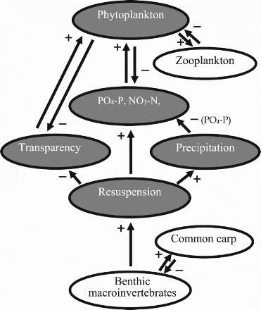 Figure 3. Schematic representation of the effects of common carp on nutrients (PO4-P, PO4-P, NO3-N, NO2-N, total ammonia nitrogen) and natural food availability. + and – indicate positive and negative effects, respectively. Filled ovals indicate processes and states that illustrate the influence of common carp on primary production.