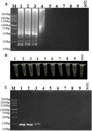 Fig. 3 Sensitivity of RT-LAMP assay for PepMoV detection. (a) RT-LAMP, (b) direct staining with Fluorexon in the reaction tubes, (c) RT-PCR, using serial (10-fold) dilutions of cDNA (Lane 1, 1.47 × 10−1 µg µL−1; Lane 2, 1.47 × 10−2 µg µL−1; Lane 3, 1.47 × 10−3 µg µL−1; Lane 4, 1.47 × 10−4 µg µL−1; Lane 5, 1.47 × 10−5 µg µL−1; Lane 6, 1.47 × 10−6 µg µL−1; Lane 7, 1.47 × 10−7 µg µL−1; Lane 8, 1.47 × 10−8 µg µL−1; Lane 9, 1.47 × 10−9 µg µL−1; NTC, non-template control).