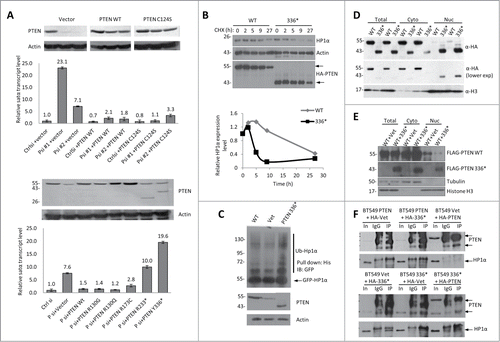 Figure 3. C-terminus is required for PTEN to Stabilize HP1α. (A) Knockdown-mutant rescue assay in U2OS cells that were transfected with control (Ctrl) or 2 sets of PTEN siRNA (Psi#1 and Psi#2). After 24 h, empty vector, WT PTEN, or the phosphatase dead PTEN mutant, C124S, were overexpressed (top). The cells were harvested 24 h after the second transfection, and analyzed by RT-qPCR and WB (top). PTEN-knockdown U2OS cells were rescued with empty vector, WT PTEN or various cancer-associated PTEN mutants (bottom). Ct values of each sample were normalized to GAPDH expression. Error bars indicate s.d. WB is shown above the corresponding RT-qPCR condition in order to display exogenous protein expression level. (B) Protein stability of HP1α determined by WB in U2OS cells that were transfected with HA-WT PTEN or HA-PTEN Y336*, and treated with CHX for up to 27 h after transfection. The band intensities were measured by ImageJ and the relative HP1α protein level was normalized to actin expression (bottom). The half-life of HP1α in PTEN Y336* is 5 h compared to 24 h in PTEN WT cells. (C) His-ubiquitin and GFP-HP1α were co-transfected with WT, vector or PTEN Y336*. Cells were harvested 48 h after transfection and the His-ubiquitin–tagged proteins were purified by Ni-NTA resin. The ubiquitinated HP1α was detected with an anti-GFP antibody. (D) U2OS cells were transfected with HA-WT PTEN (WT) or HA-PTEN Y336* (336*), fractionated to obtain cytosolic (cyto) and nuclear (nuc) proteins and analyzed by WB. (E) Flag-PTEN WT, HA-vector, or HA-PTEN Y336* was transfected into U2OS cells, fractionated, and whole cell lysate, cytosolic, and nuclear protein extracts were then analyzed by WB. (F) Co-IP was conducted to determine the interaction between WT PTEN and HP1α in the presence of PTEN Y336*. BT549 cells expressing WT PTEN (BT549 PTEN), Vet (BT549 Vet), or PTEN Y336* (PT549 336*) were transfected with HA-PTEN WT, HA-vet, or HA-PTEN Y336*. A co-IP was performed with anti-HA antibody and probed for PTEN and HP1α.