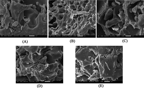 Figure 6. SEM photos of gluten proteins in the fresh noodle processing. (A) Wheat flour gluten, (B) mixed dough gluten, (C) rested dough gluten, (D) sheeted noodle gluten, (E) cooked noodle gluten.