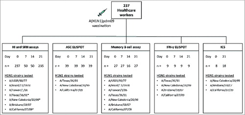 Figure 1. The experimental plan. Two hundred and thirty seven healthcare workers were vaccinated with the 2009 A(H1N1)pdm09 monovalent split virus vaccine (3.75 μg HA) formulated with the oil-in-water adjuvant AS03. The figure shows the number of samples (n) analyzed at each sampling day (Day) for each immunological assay and the H1N1 strains against which the assays were performed. Consecutive blood samples were taken from the same subject at 4 time points (day 0 7, 14 and 21 post-vaccination) for HI, SRH, ASC, memory B cell and IFN-γ ELISPOT assays. For ICS, PBMCs were obtained from 8 subjects before vaccination and a separate cohort of 18 subjects on day 21 post-vaccination. The ASC (n = 39) and ICS (n = 8–18) assays were run on fresh PBMCs, whereas memory B cell (n = 16–27), and IFN-γ ELISPOT (n = 9) assays were run on freeze/thawed PBMCs. * Strains used in the SRH assay.