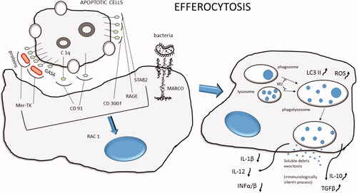 Figure 3. Schematic representation of efferocytosis for apoptotic cells or bacteria. The phagocytized material is transported inside the cell cytoplasm and processed as phagosome. Then, it merges with one or more lysosomes to produce a phagolysosome complex, where the action of enzymes and ROS degrades phagocytized cells. Viral derived M2 protein may reduce the phagolysosome formation. At the end of the process, debris will be exocyted from the cell. The process is considered “immunologically silent” with a low level of pro-inflammatory cytokine production like IL-1 β, IL-12, IFN α/β. MARCO: macrophage receptor with collagenous structure; Stab2: stabilin receptor-2; RAGE: receptor for advanced glycation end products; RAC1: Ras-related C3 botulinum toxin substrate 1; Mer-TK: proto-oncogene tyrosine-protein kinase MER; ROS: reactive oxygen species; LC3 II: microtubule-associated protein 1A/1B-light chain 3 phosphatidylethanolamine conjugate.