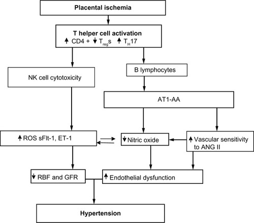 Figure 1 Placental ischemia is a stimulus for chronic inflammation that leads to vasoactive factors that could play a role in later CVD in previously preeclamptic women.