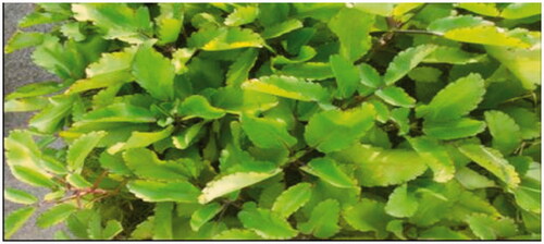 Figure 1. Bryophyllum pinnatum plant.