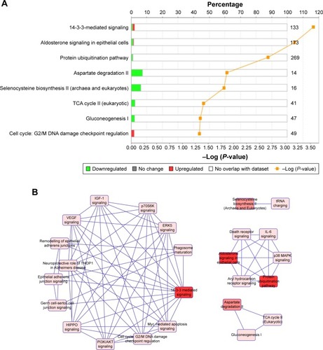 Figure 3 Ingenuity pathways’ analysis of expression proteins.Notes: (A) Top canonical pathways identified by IPA that are searched of lens proteins. (B) IPA reveals a network of signaling pathways searched by lens proteins. (C) The biologically active functions’ network of main lens proteins. (D) The biological functions of lens proteins.