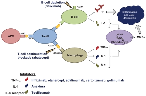 Figure 2 Inflammatory cascade and molecular targets of current biologics in rheumatoid arthritis.